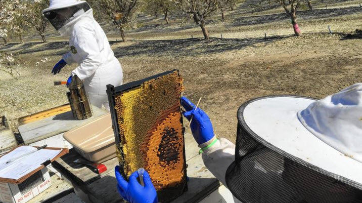 How the Honey Bee Crisis is Affecting California's Almond Growers