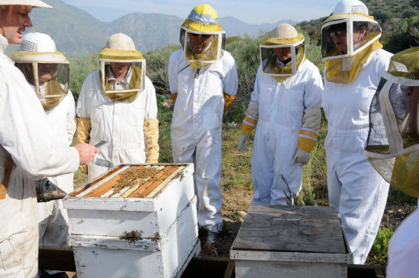 Beekeeping - What You Need to Start Keeping Bees!