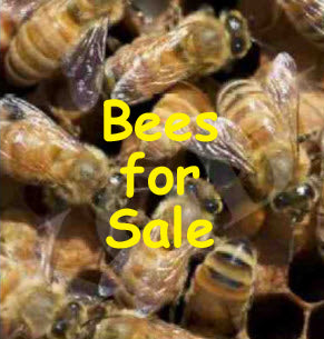 What Do You Give A Beekeeper In 2020?