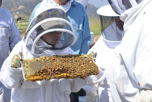 Bill's Bees Has Bees For Sale!!!