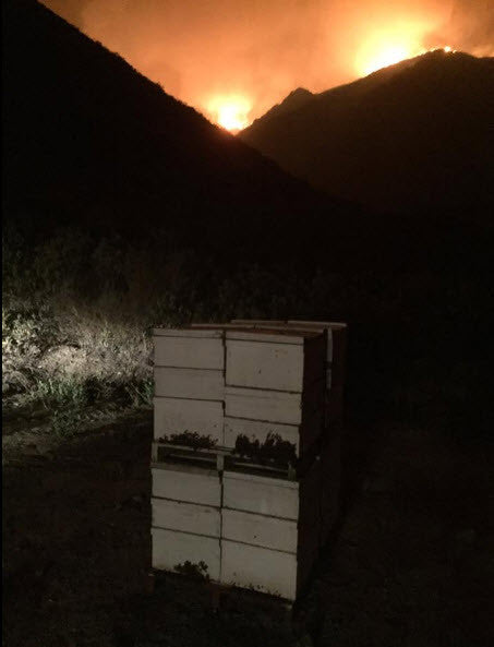 Bill's Bees - Protecting Our Honey Bees From Fire