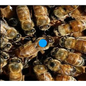 Bill's Bees: VSH-Italian Queen Bees (Marked)