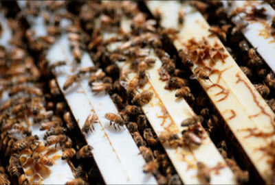 Bees in Nucs: Late Season