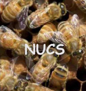 Bees in Nucs: Pick-up Location Carson