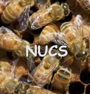Bees in Nucs: Pick-up Location Santa Clarita