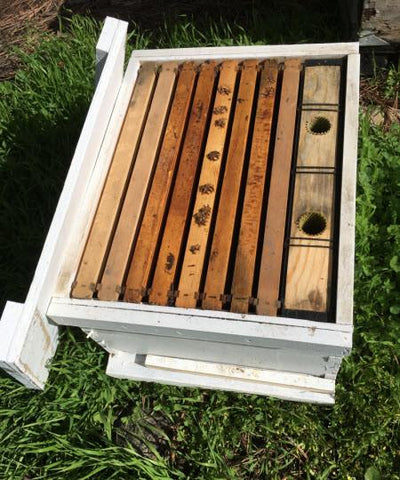 Bees Complete Hive: Pick-up location Carson