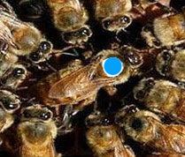 Bill's Bees: VSH-Italian Queen Bees (Marked)