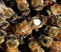 Bill's Bees: VSH-Italian Queen Bees (Marked)